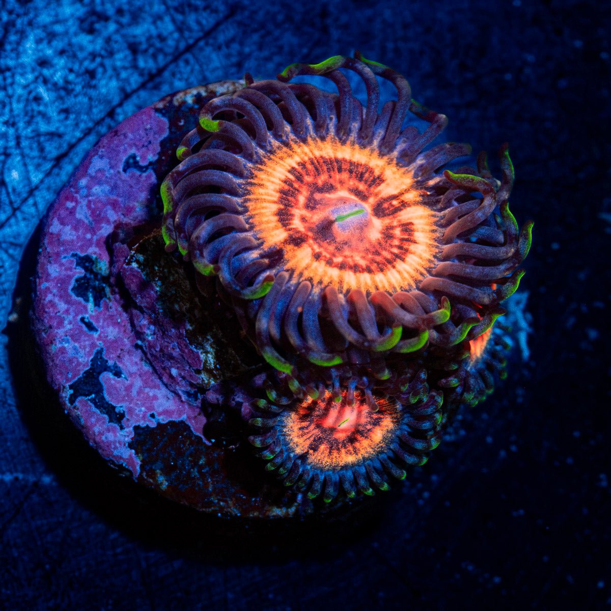 Valkarys Zoanthid Coral with colony growth in reef aquarium