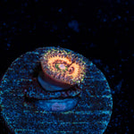 Valkyrie Zoanthid Coral with colony growth in reef aquarium
