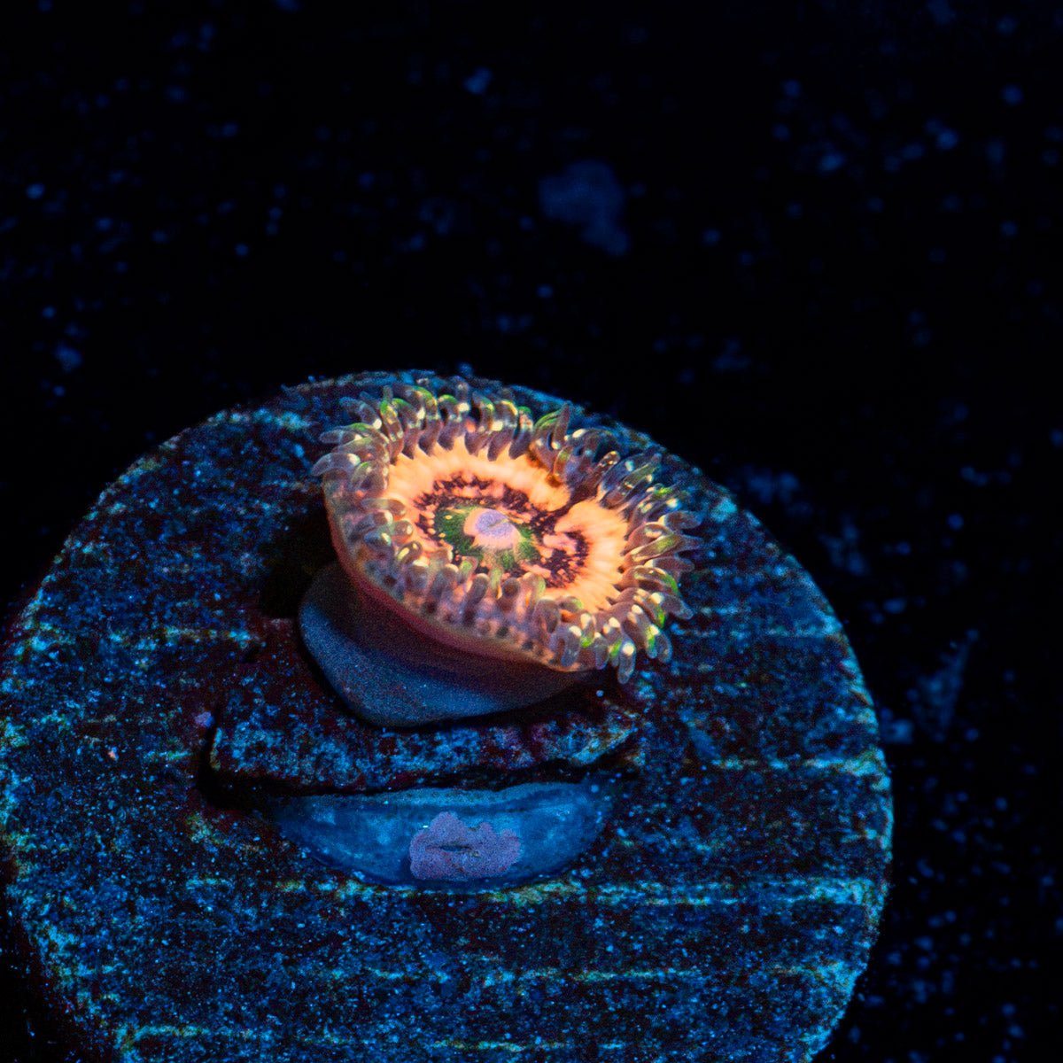 Valkyrie Zoanthid Coral with colony growth in reef aquarium