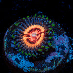 Valkyrie Zoanthid Coral with colony growth in reef aquarium