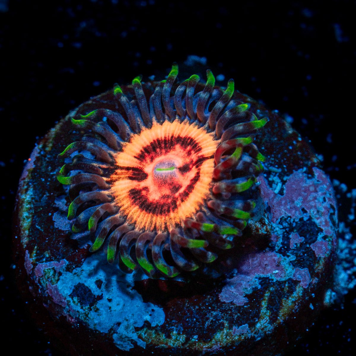 Valkyrie Zoanthid Coral with colony growth in reef aquarium