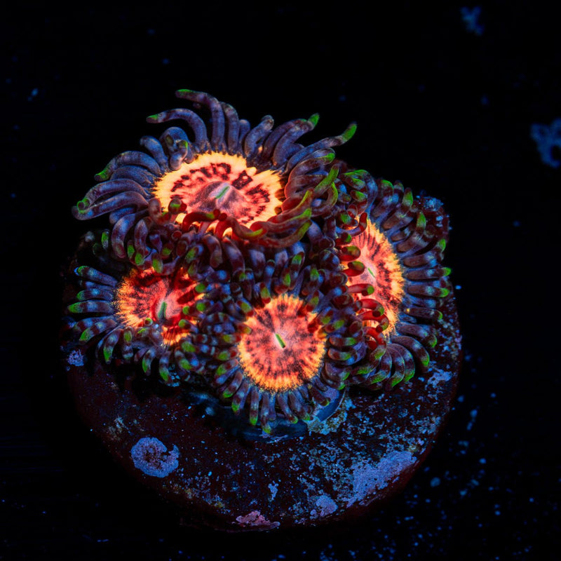 Valkyries zoanthid coral colony growth in reef aquarium