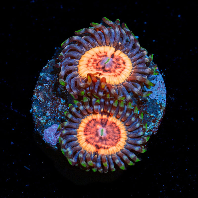 Valkyries Zoanthid Coral with colony growth in reef aquarium