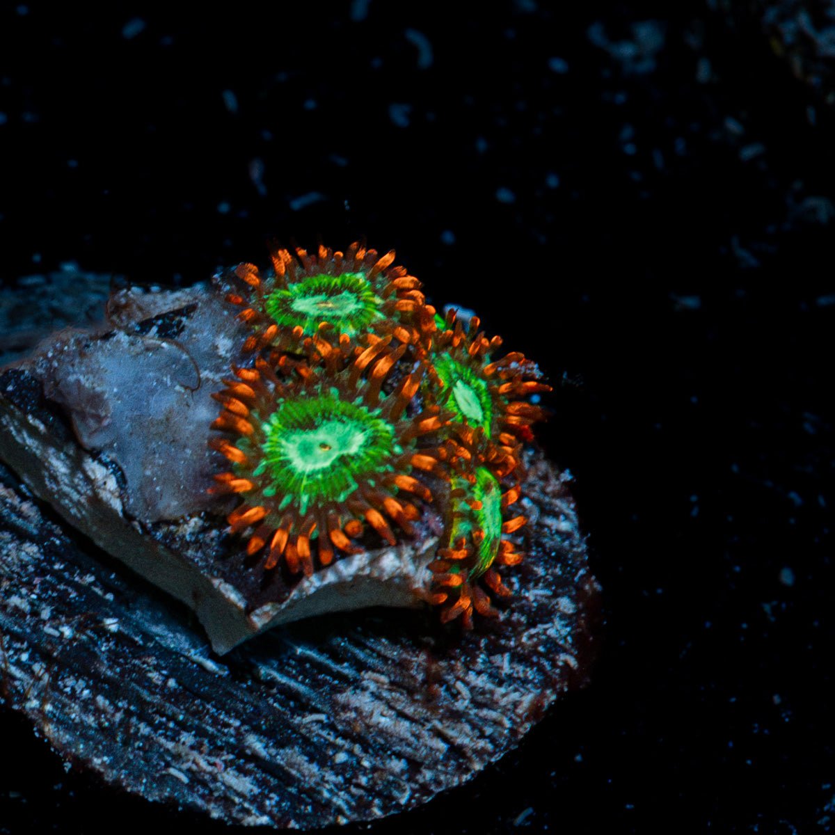 Valyrian Steel Zoanthid Coral with colony growth in reef aquarium