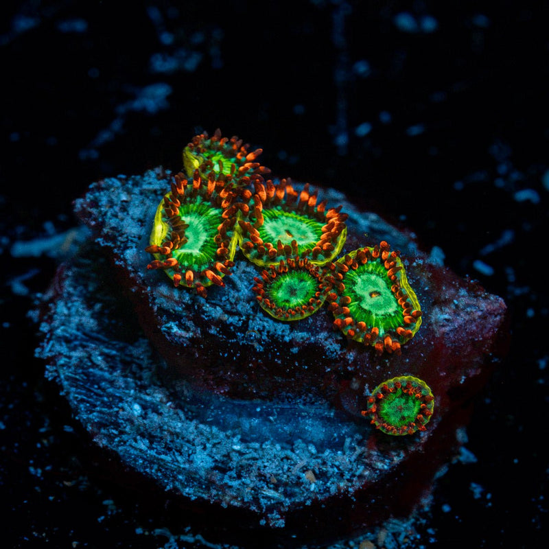 Valyrian Steel Zoanthid Coral colony growth in reef aquarium