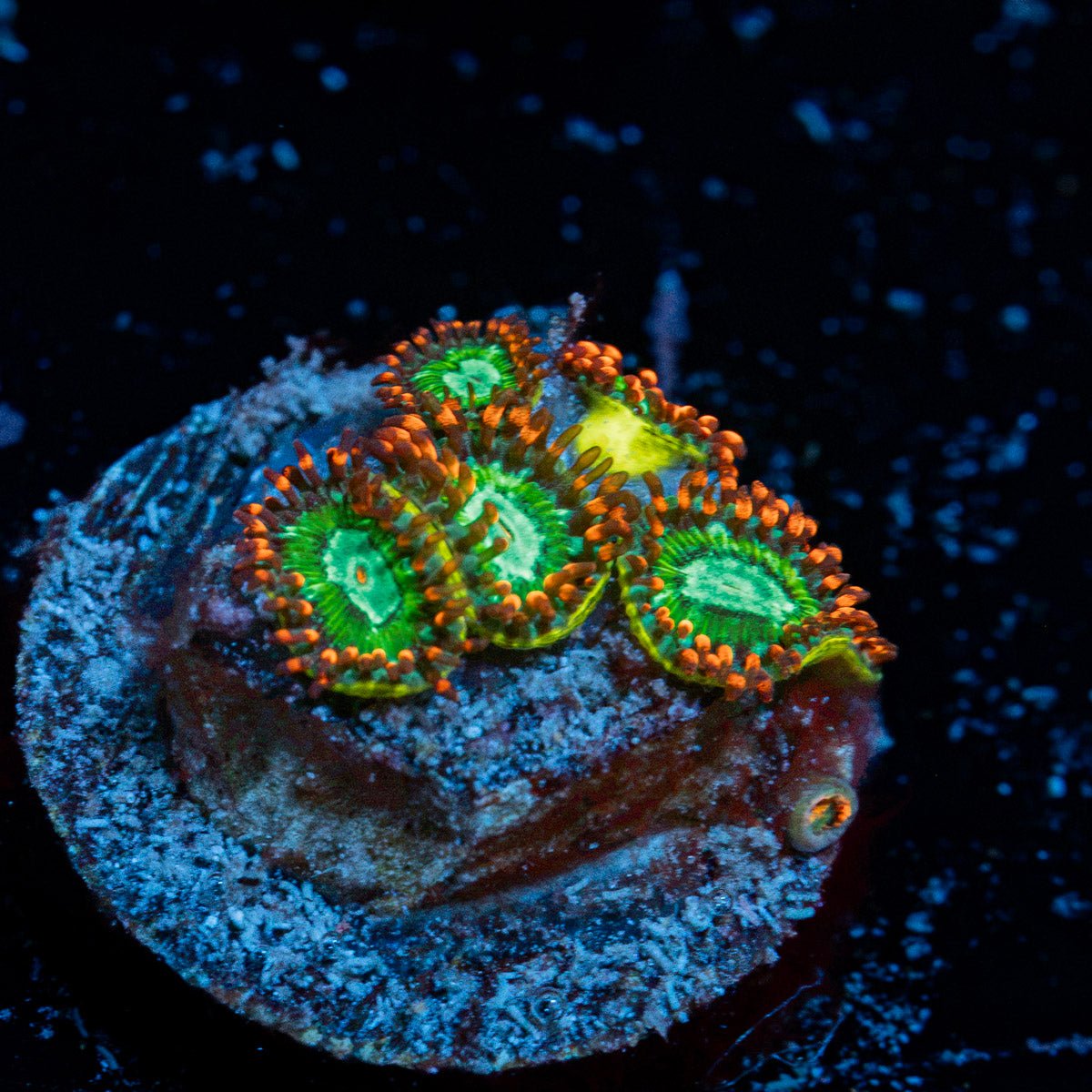 Valyrian Steel Zoanthid Coral colony growth in reef aquarium