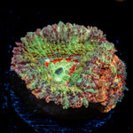 Viper Strike Asian Acan Coral with fleshy polyps in reef aquarium