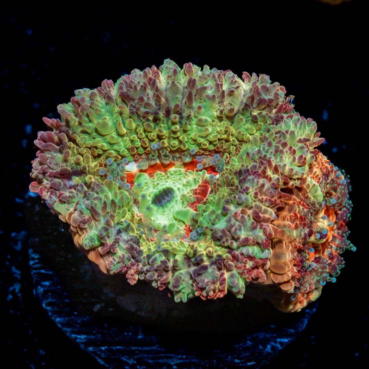 Viper Strike Asian Acan Coral with fleshy polyps in reef aquarium