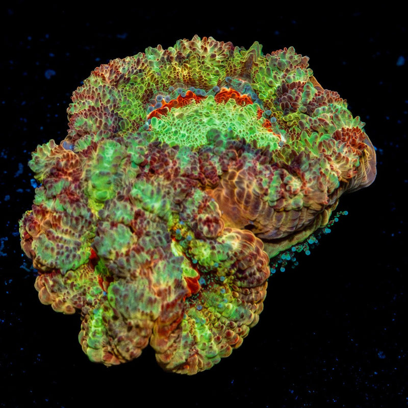 Viper Strike Asian Acan Coral with fleshy polyps in reef aquarium