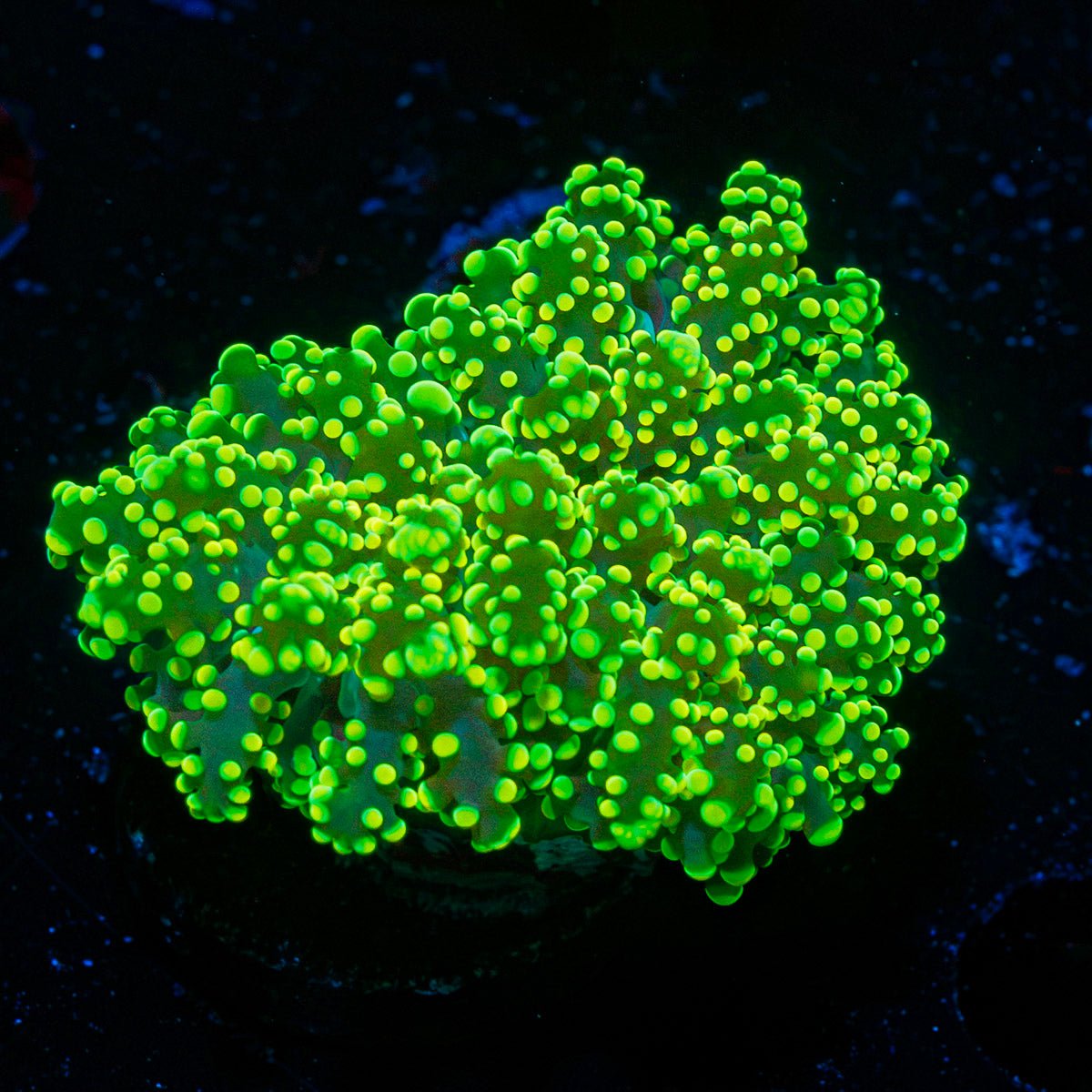 Vivid Green Octospawn Euphyllia Coral with flowing tentacles in reef aquarium