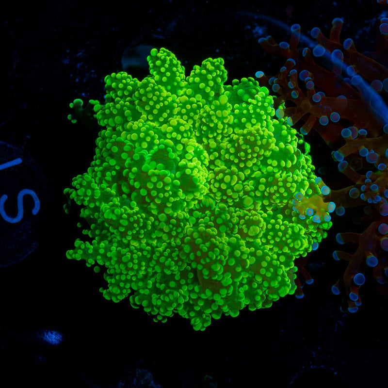 Vivid Green Octospawn Euphyllia Coral with flowing tentacles in reef aquarium