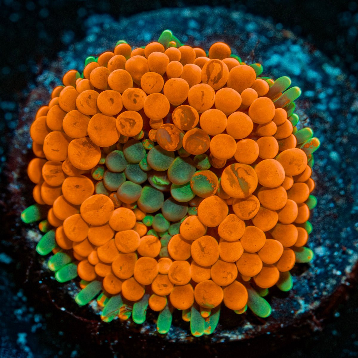 Bright orange Ricordea mushroom coral in reef aquarium with textured surface
