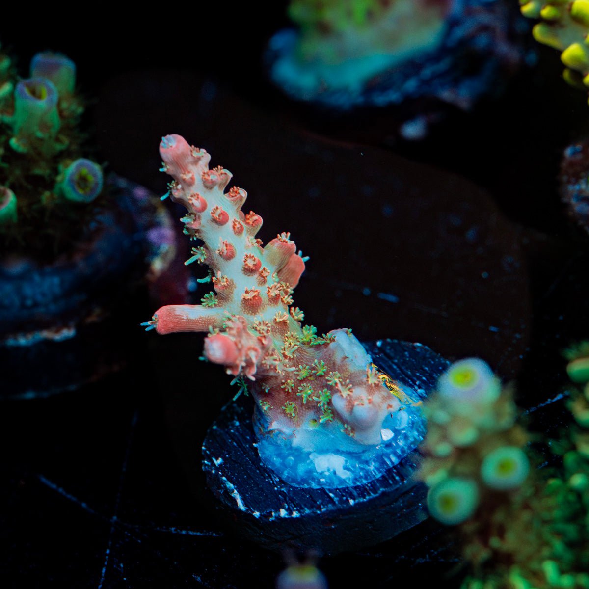 Vivids Conffitte Acropora Coral with branching growth in reef aquarium