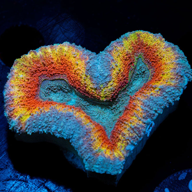 Volcanic Lobophyllia Coral with fleshy open polyp in reef aquarium