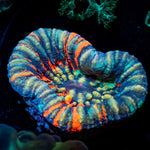 Warpaint Scoly coral with fleshy open polyp in reef aquarium