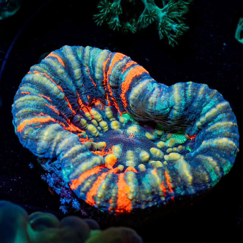 Warpaint Scoly coral with fleshy open polyp in reef aquarium