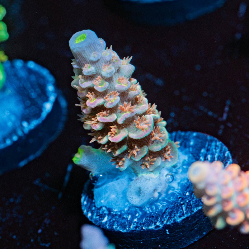 Water Colors Acropora Coral showcasing branching growth in reef aquarium