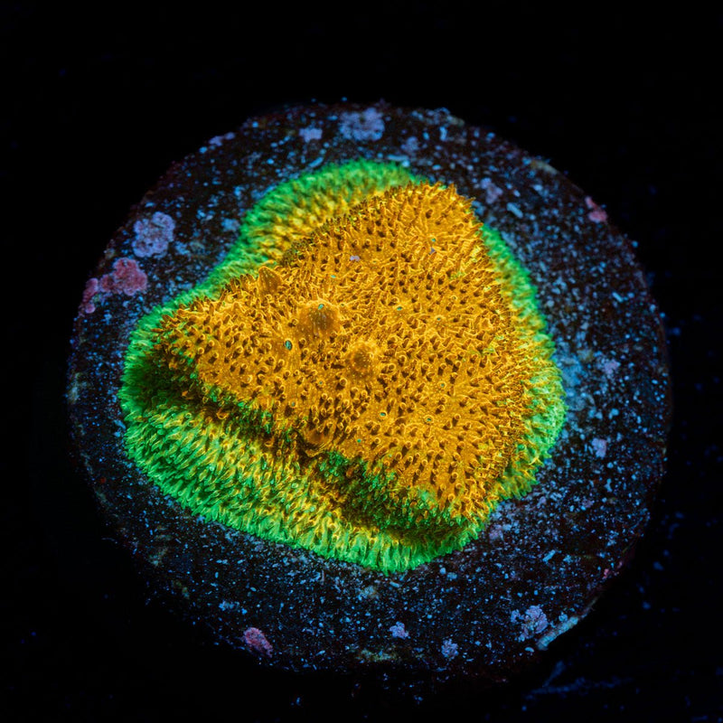 Watermelon Psacamacora Coral with encrusting growth in reef aquarium