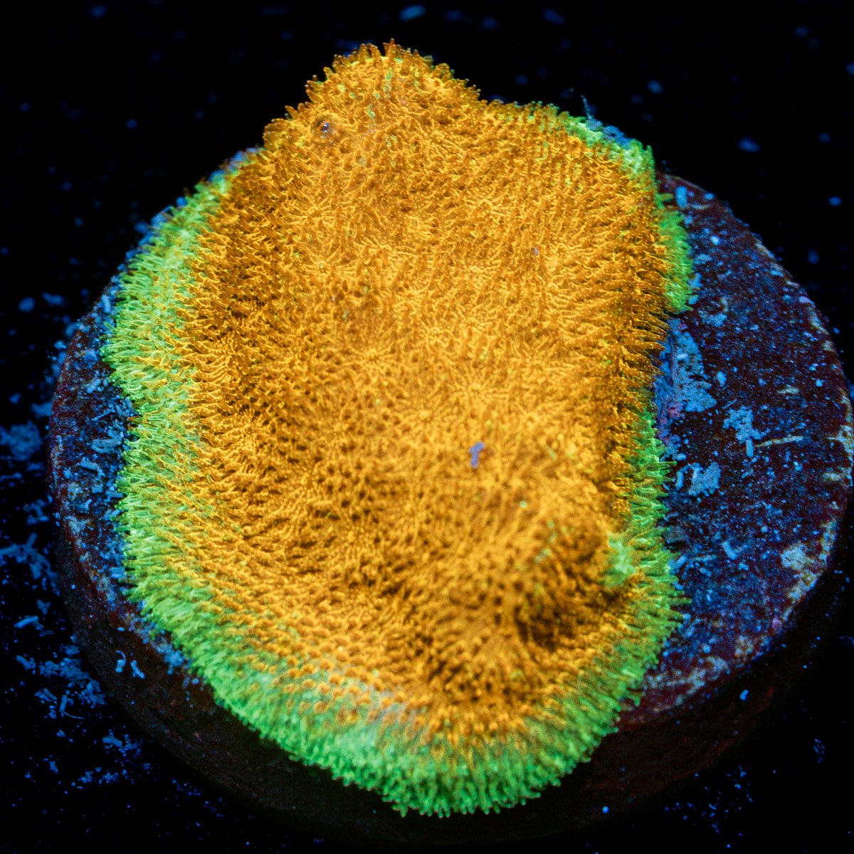 Watermelon Psacamacora Coral with encrusting growth in reef aquarium