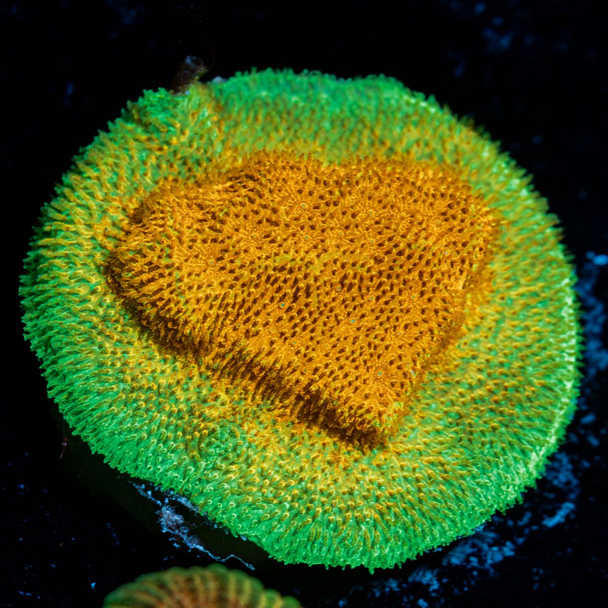 Watermelon Psacamacora Coral with encrusting growth in reef aquarium