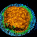 Watermelon Psacamacora Coral with encrusting growth in reef aquarium
