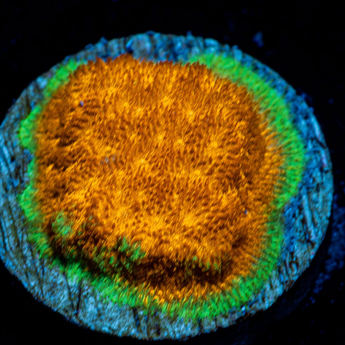 Watermelon Psacamacora Coral with encrusting growth in reef aquarium