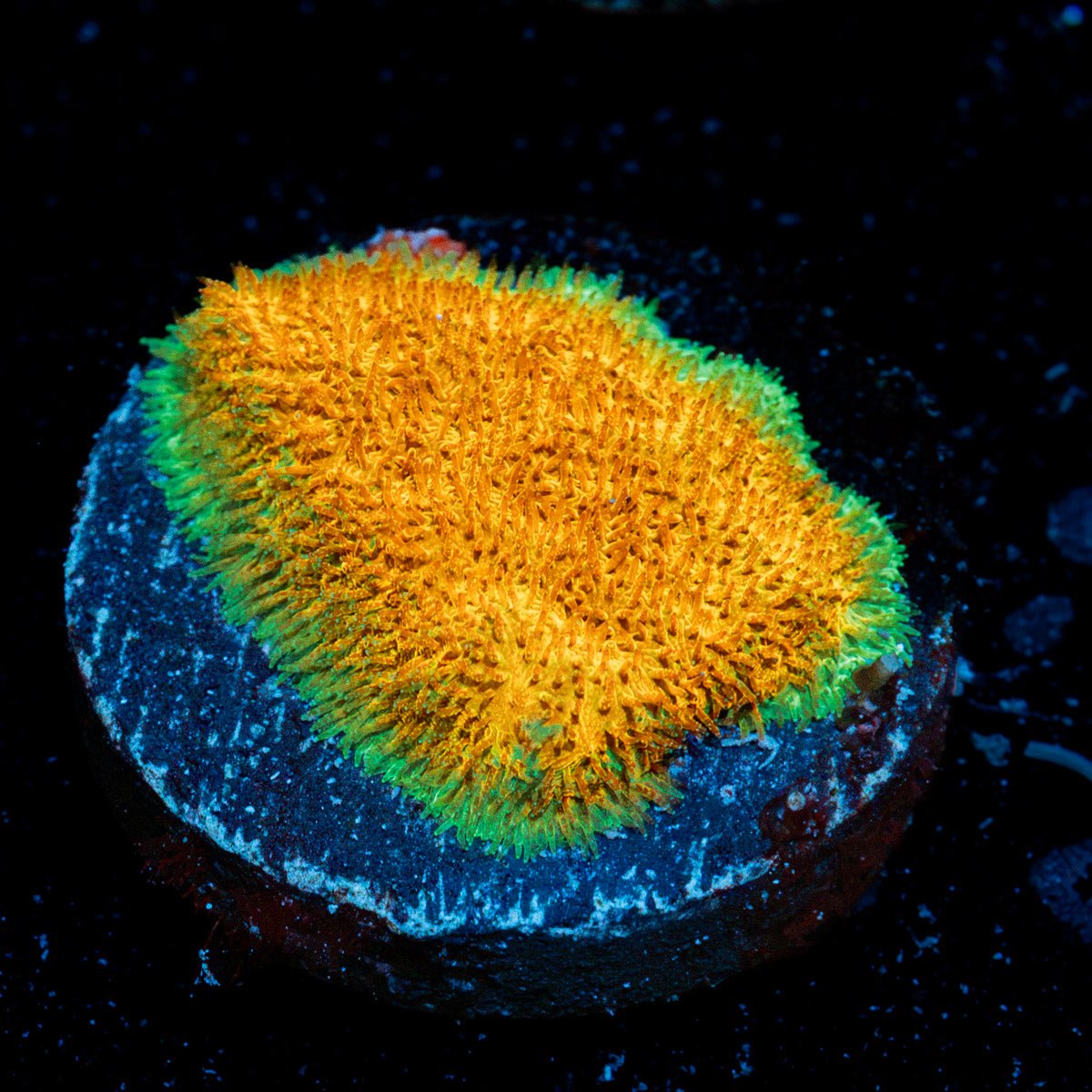 Watermelon Psammocora with encrusting growth in reef aquarium