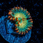 White Walkers Zoanthid Coral colony growth in reef aquarium