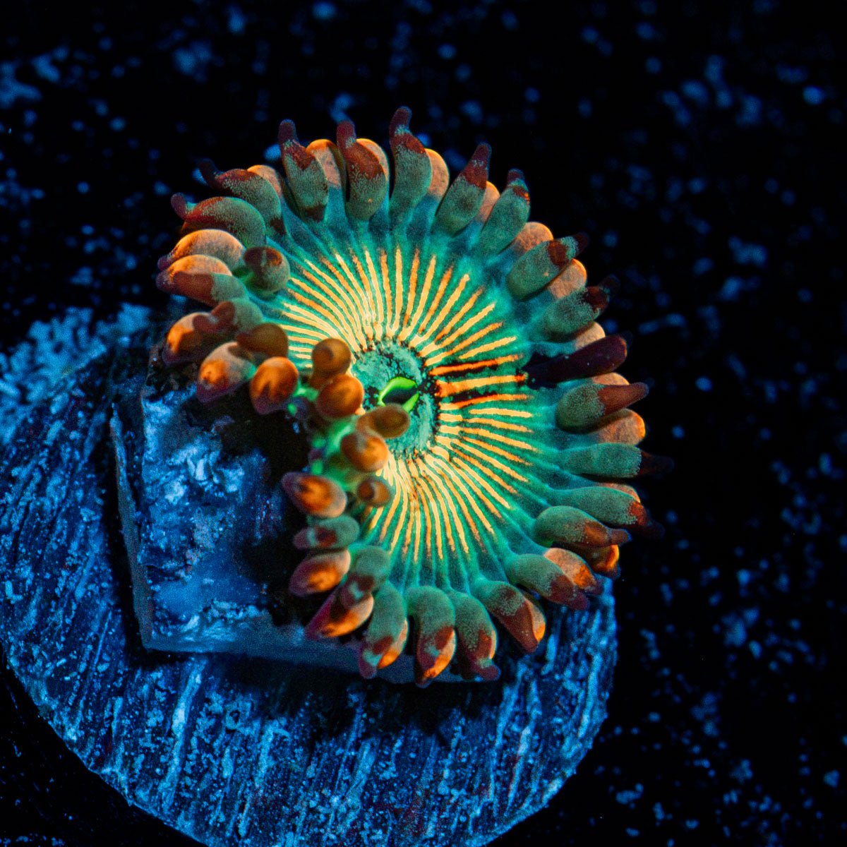 White Walkers Zoanthid Coral colony growth in reef aquarium