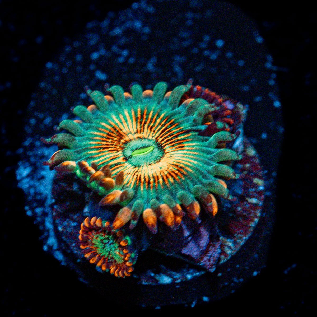 White Zombie Zoanthid Coral with colony growth in reef aquarium