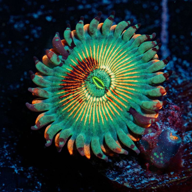 White Zombie Zoanthid Coral colony growth in reef aquarium