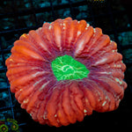 Wicked Cynarina coral with fleshy open polyp in reef aquarium