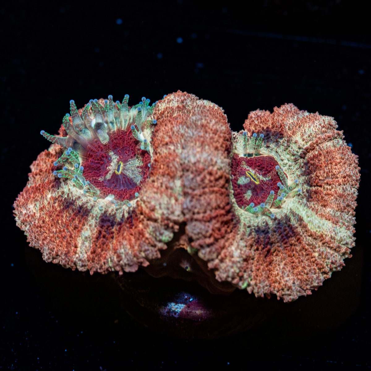 Wolfieren Asian Acan showcasing colorful coral specimen in a saltwater aquarium