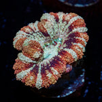 Wolfieren Asian Acan with colorful coral specimen texture in a reef aquarium