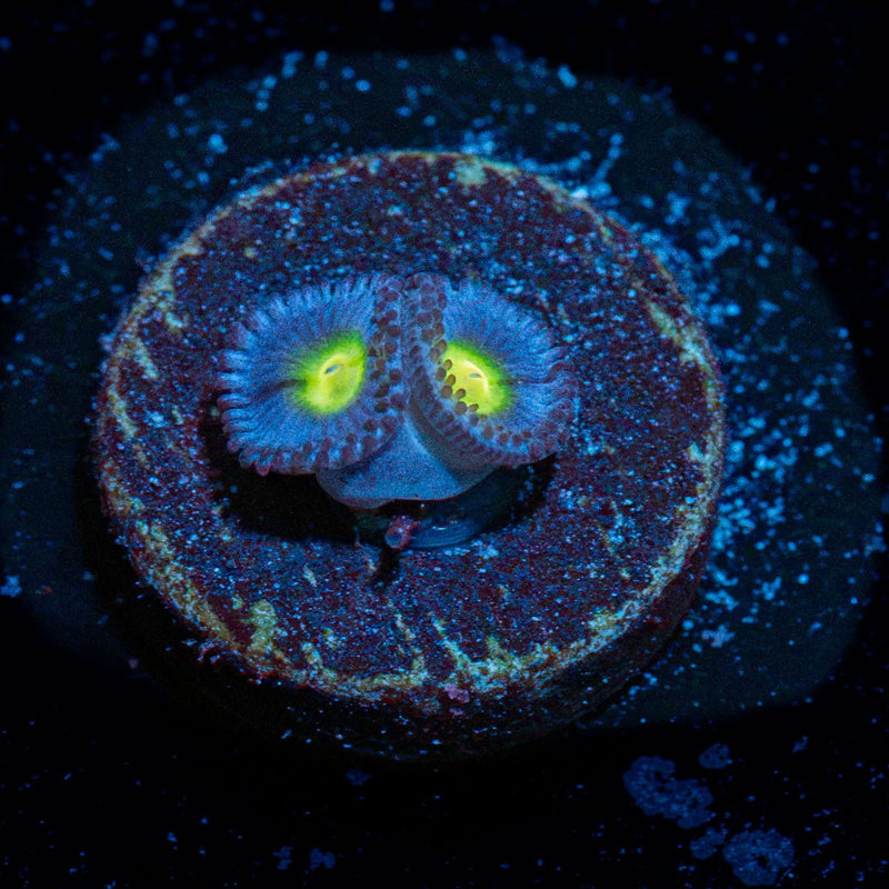 WWC Aoi Zoanthid Coral with colony growth in reef aquarium
