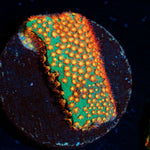 WWC Close Encounter Stylocoeniella with encrusting growth in reef aquarium
