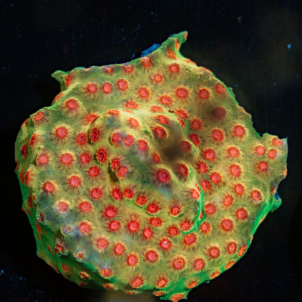 WWC Defcon Cyphastrea Coral with encrusting growth in reef aquarium