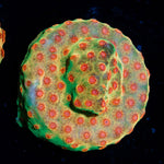 WWC Defcon Cyphastrea with encrusting growth in reef aquarium