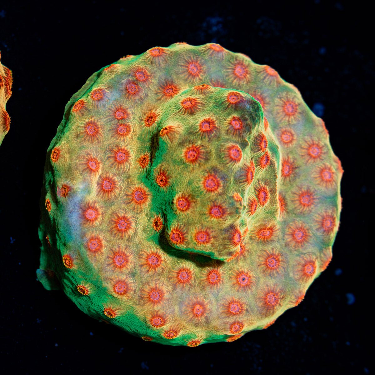 WWC Defcon Cyphastrea with encrusting growth in reef aquarium