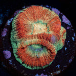 WWC Fantasmo Favia with intricate patterns in a saltwater aquarium