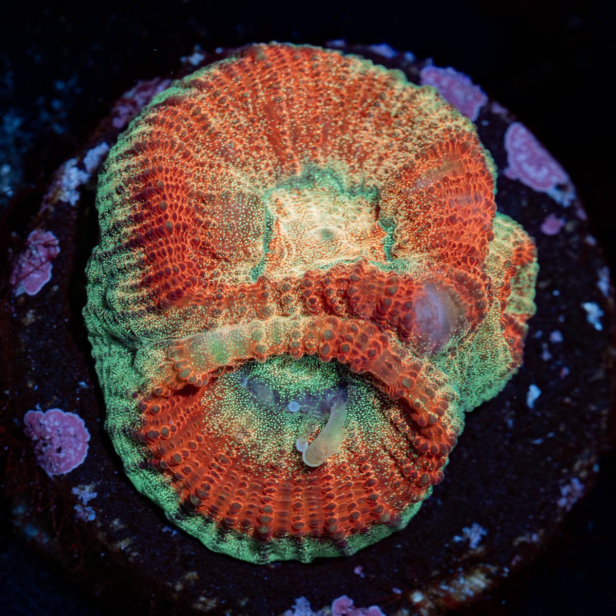 WWC Fantasmo Favia with intricate patterns in a saltwater aquarium