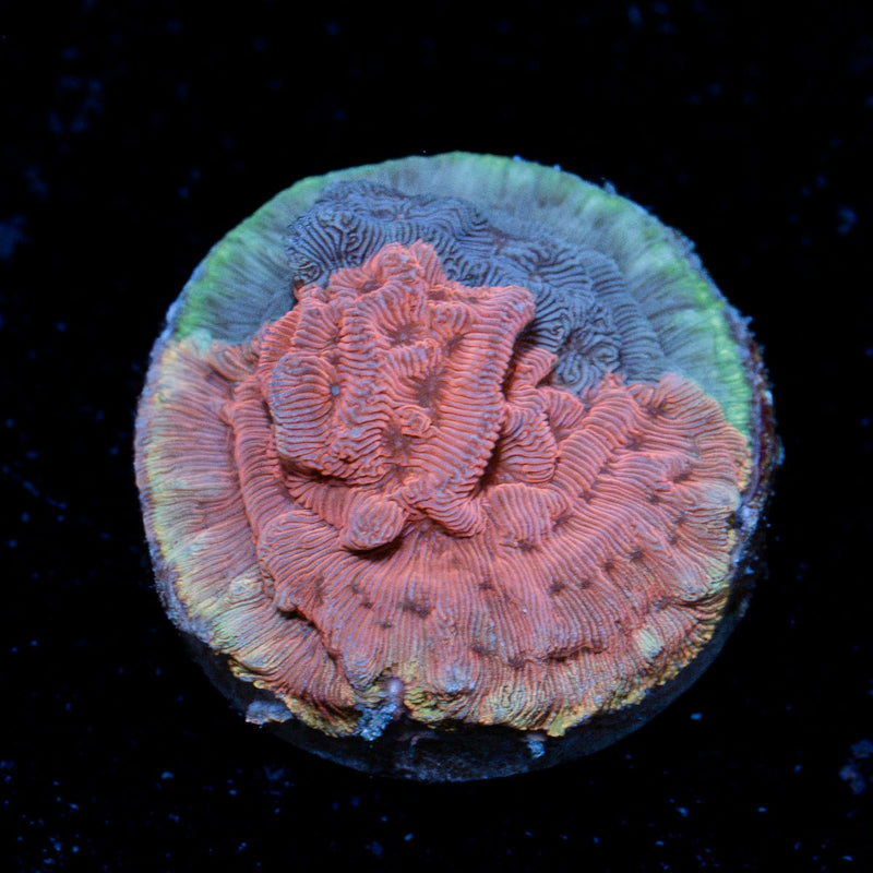 WWC Grafted Flamingo Leptoseris Coral encrusting growth in reef aquarium