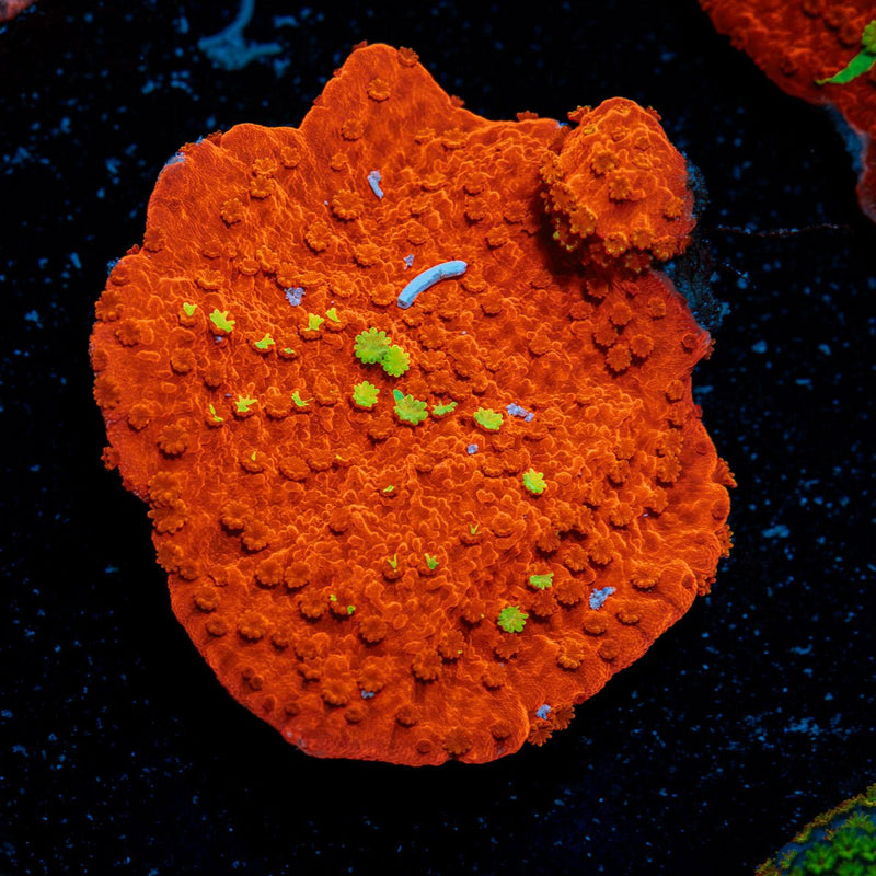 WWC Jawbreaker Grafted Montipora with branching growth in reef aquarium