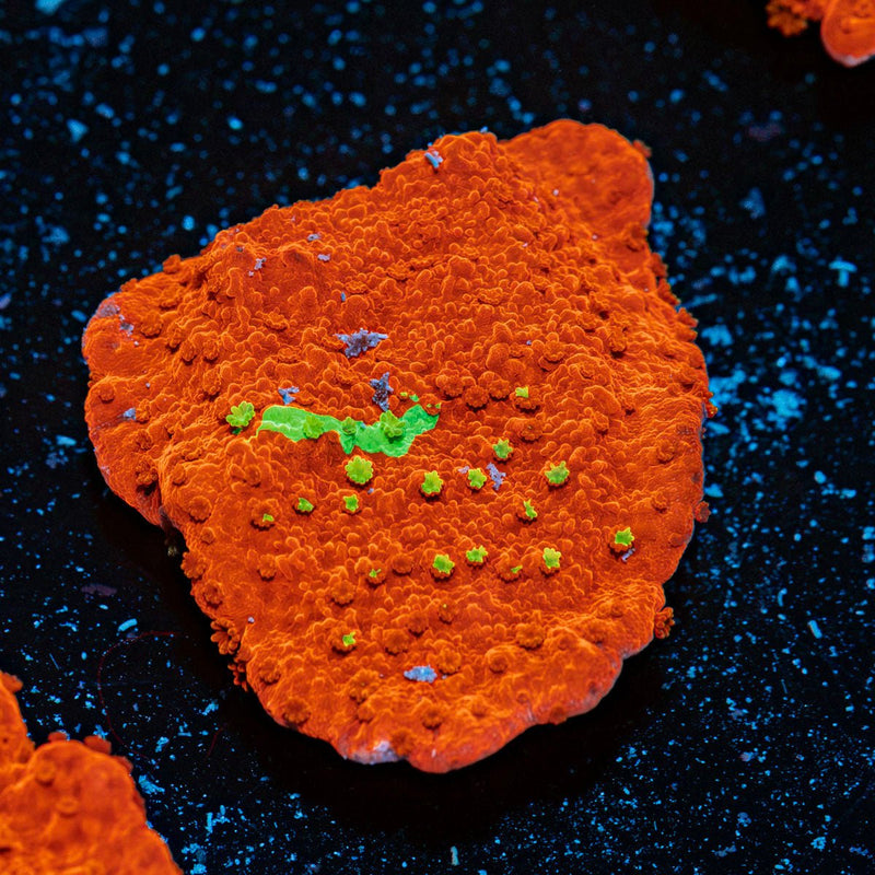 WWC Jawbreaker Grafted Montipora with branching growth in reef aquarium