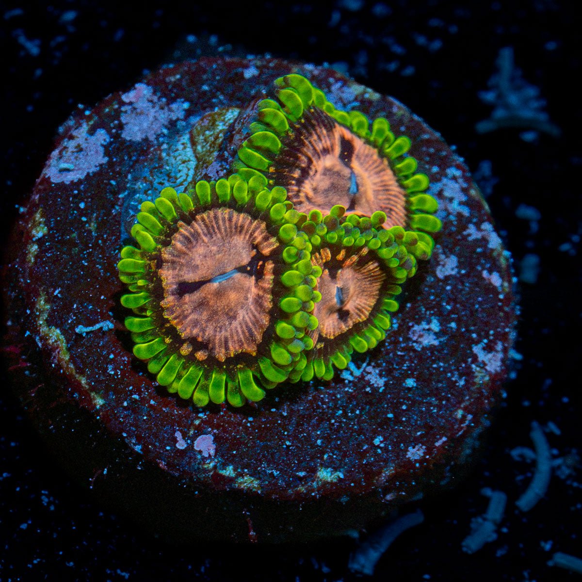 WWC Purple Monster Zoanthid Coral with colony growth in reef aquarium
