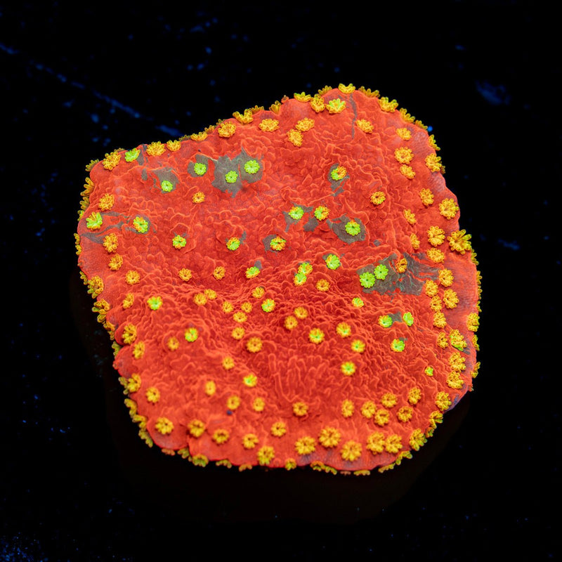 WWC Sun Fire Montipora Coral with branching growth in reef aquarium