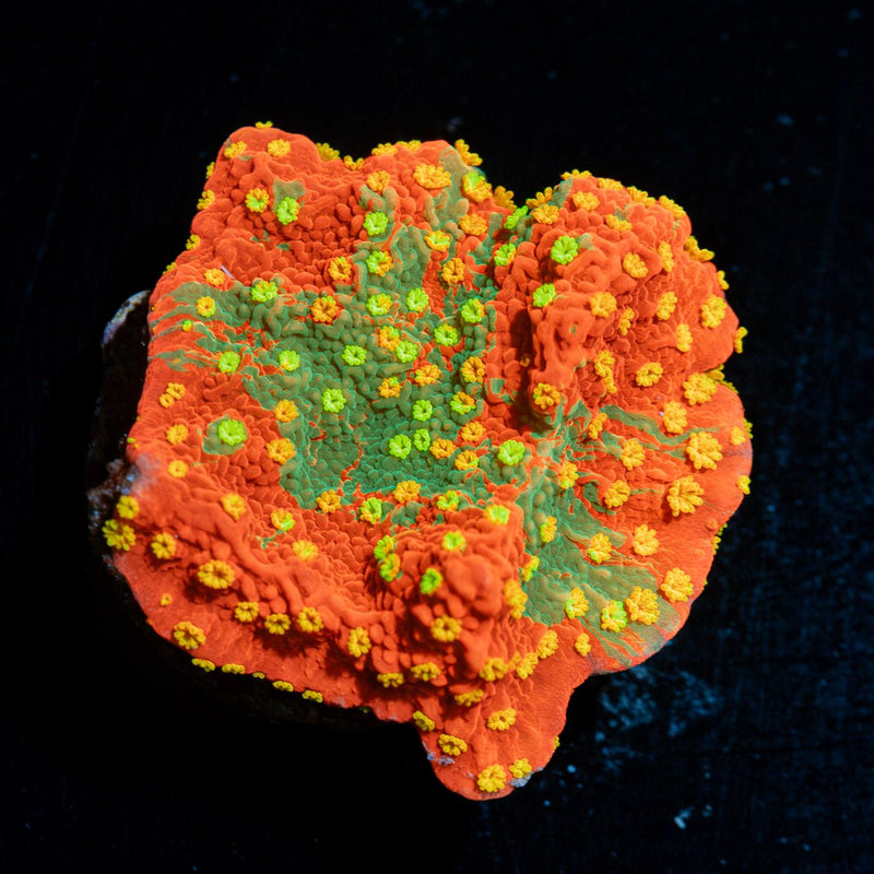 WWC Sunfire Grafted Montipora coral with branching growth in reef aquarium