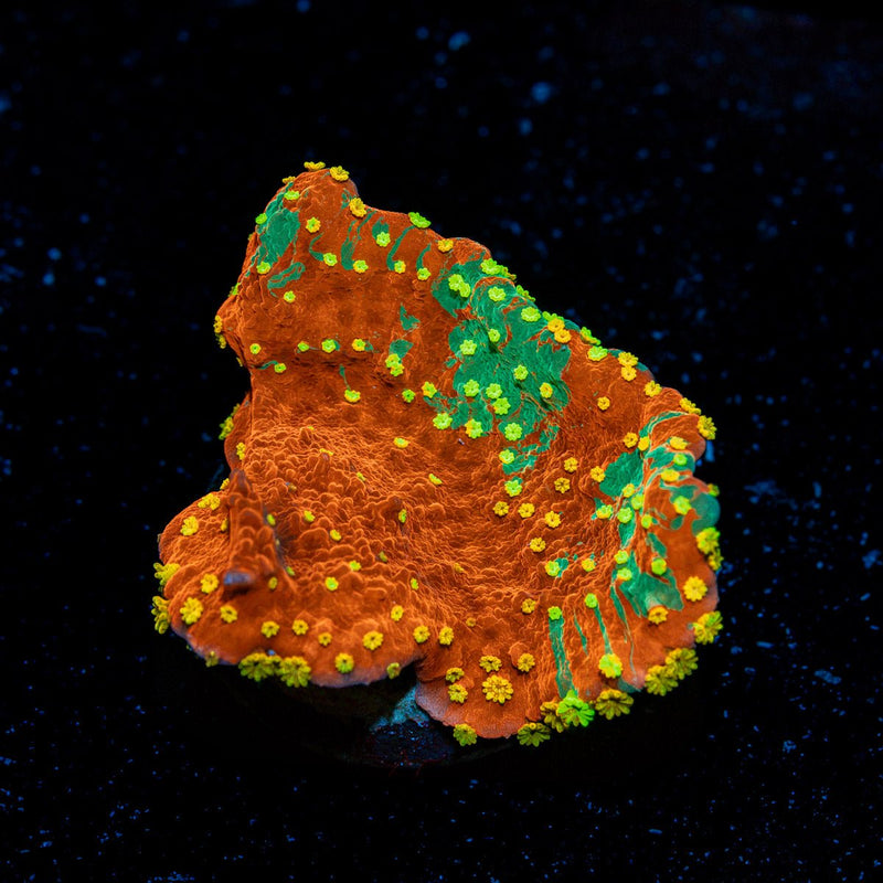 WWC Sunfire Grafted Montipora Coral with branching growth in reef aquarium
