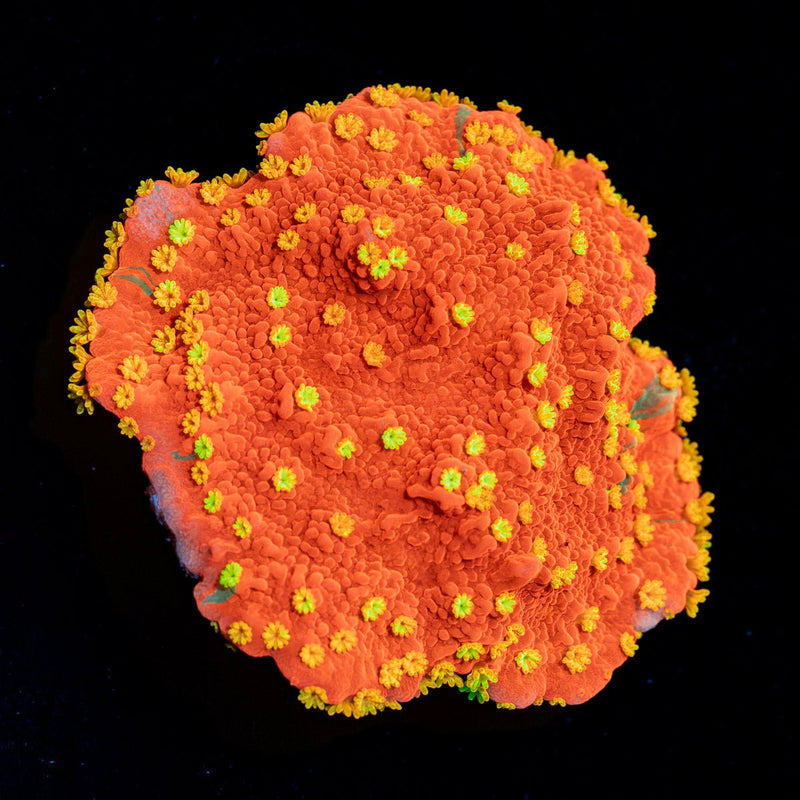 WWC SunFire Montipora Coral with branching growth in reef aquarium