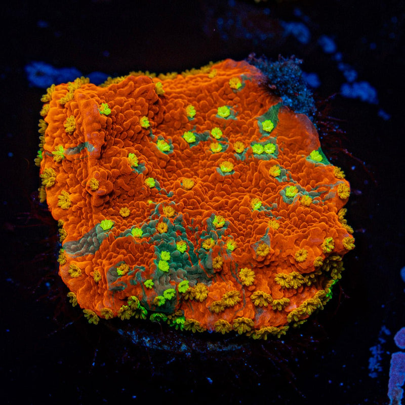 WWC Sunfire Montipora Coral with branching growth in reef aquarium